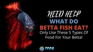 What do Betta Fish Eat - Food For Betta Fish