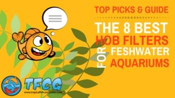 A closer look at Best Compact Hob Filter For Small Fish Community