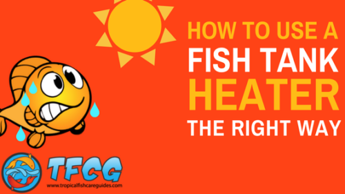 How To Use A Fish Tank Heater - Install, Set Up & Regulate Your Heater