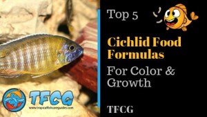 Best Cichlid Food_ 5 Best Color Enhancing Formulas