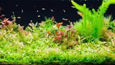 Image showcasing Top Nitrate Removers For Freshwater Aquariums: Comprehensive Guide | TFCG