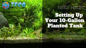 10 Gallon Planted Tank [Low-Tech, Setup, Ideas, Stocking, Lights, Substrate]