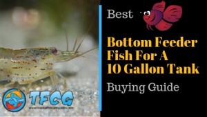 The Best Bottom Feeder Fish for a 10 Gallon Tank Buying Guide