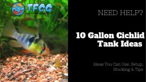 Easy 10-gallon Cichlid Tank Ideas You Can Use. Setup, Stocking & Tips