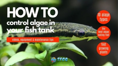 How To Prevent Algae In A Fish Tank: 10 Types Of Aquarium Algae