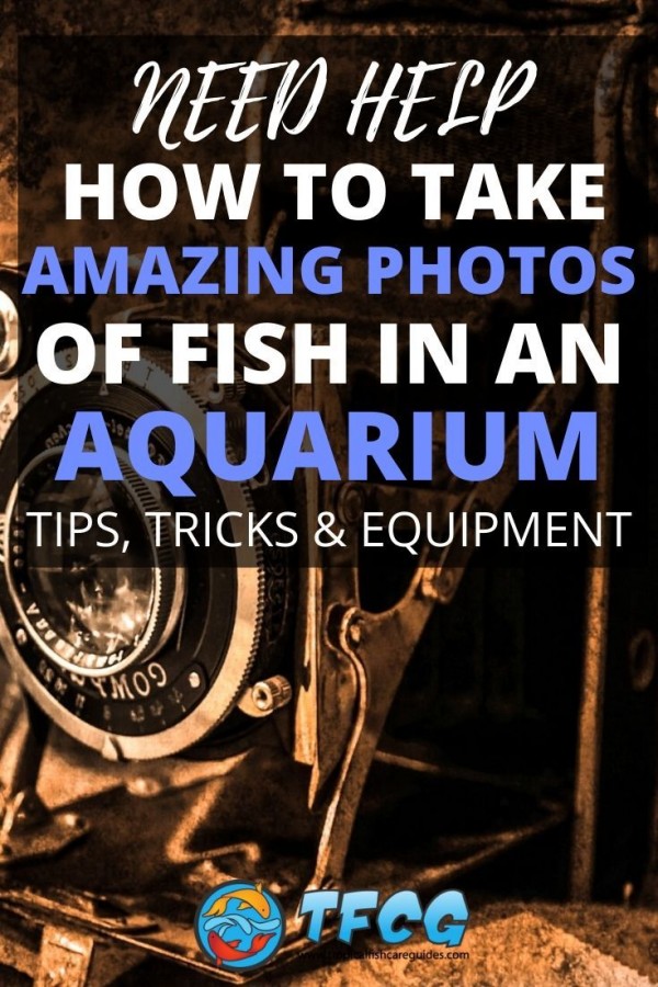 how-to-take-photos-of-fish-aquarium-photography-tips-tricks-2024