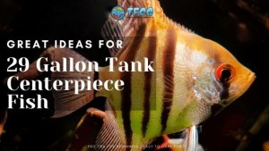 Centerpiece Fish For 29 Gallon Tank Ideas