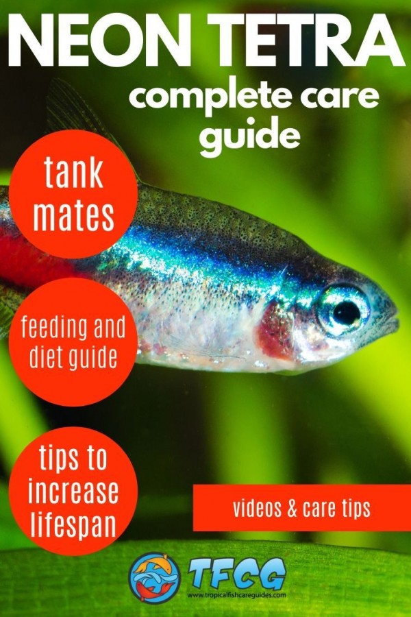 Neon Tetra Complete Care Guide 2025 - Tropical Fish Care Guides