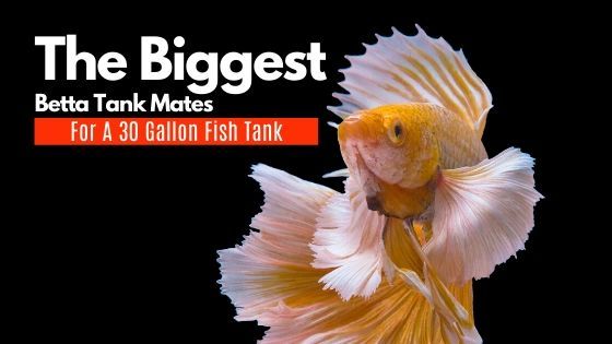 The Biggest Betta Fish Tank Mates For A 30 Gallon