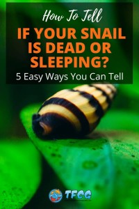 How To Tell If A Snail Is Dead, Sleeping Or Hibernating_