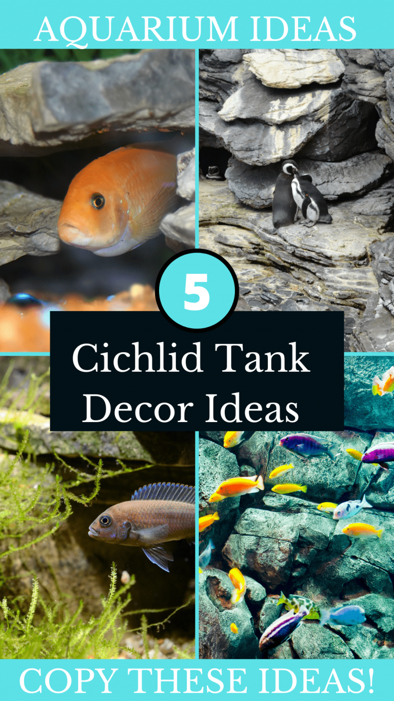 5 Tough Cichlid Tank Decor Ideas You Can Use! | TFCG - Small Cichlid Tank Setup With Natural Decor