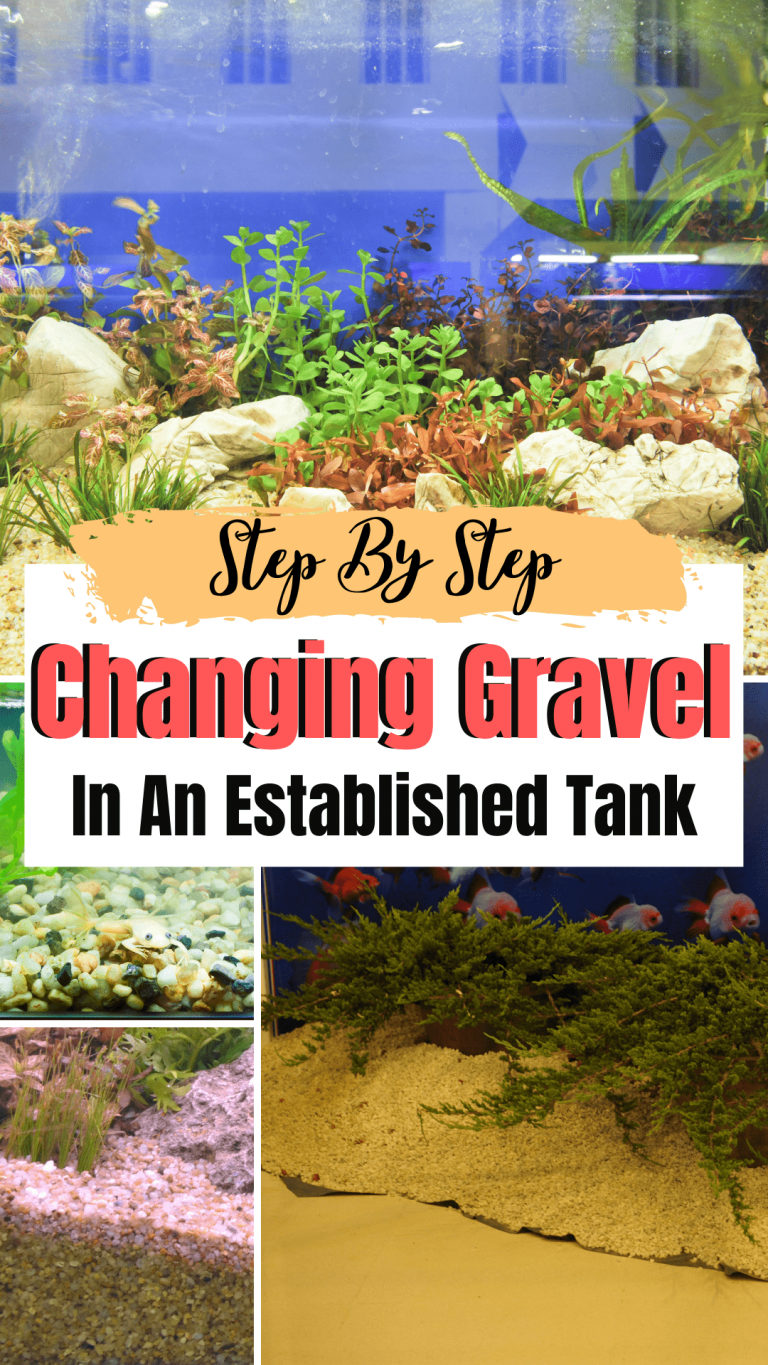 Changing Gravel In An Established Tank - Safest Ways To Change Or ...