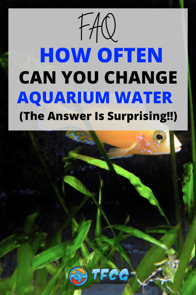 Curated visual reference: How Often Can You Change Aquarium Water Photo Inspiration